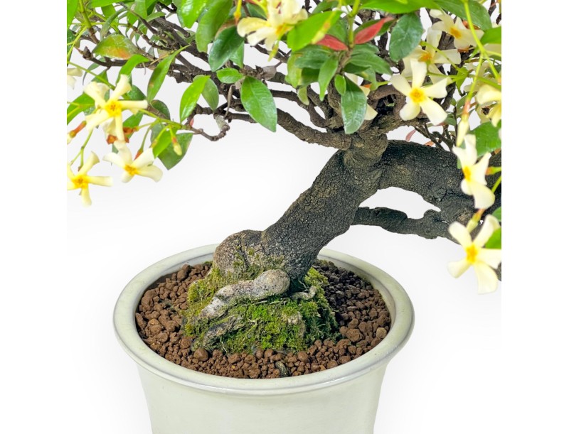 Trachelospermum Asiaticum - Asiatic Jasmine - 41 cm