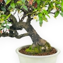 Trachelospermum Asiaticum - Gelsomino Orientale - 41 cm