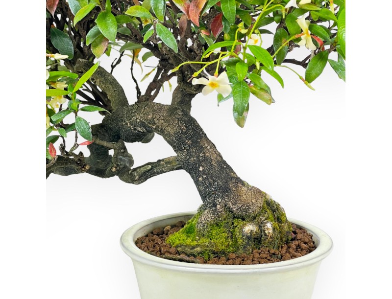 Trachelospermum Asiaticum - Asiatic Jasmine - 41 cm