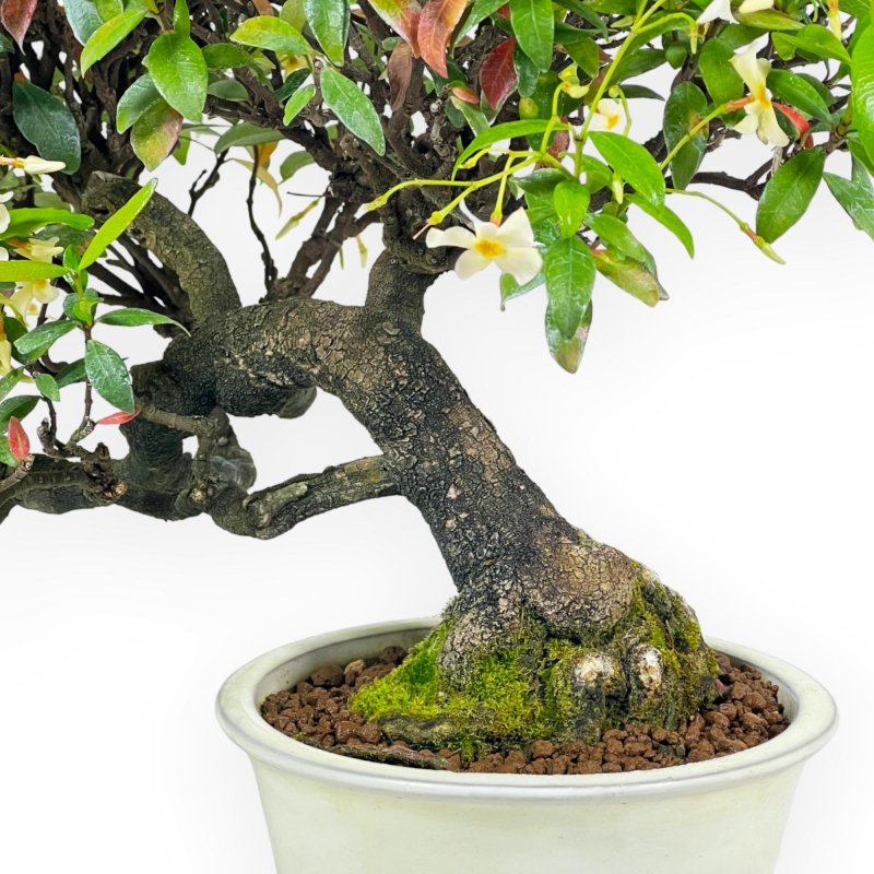 Trachelospermum Asiaticum - Gelsomino Orientale - 41 cm