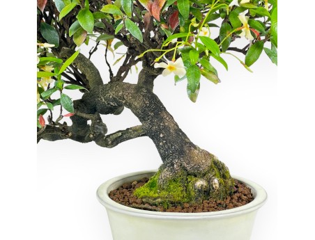 Trachelospermum Asiaticum - Faux Jasmine - 41 cm