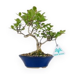 Lagestroemia Indica - Rouwband mirte - 23 cm