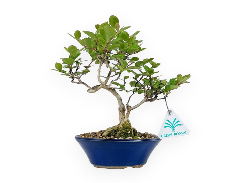 Lagerstroemia Indica - Kreppmyrte - 23 cm