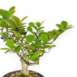 Lagestroemia Indica - Rouwband mirte - 23 cm
