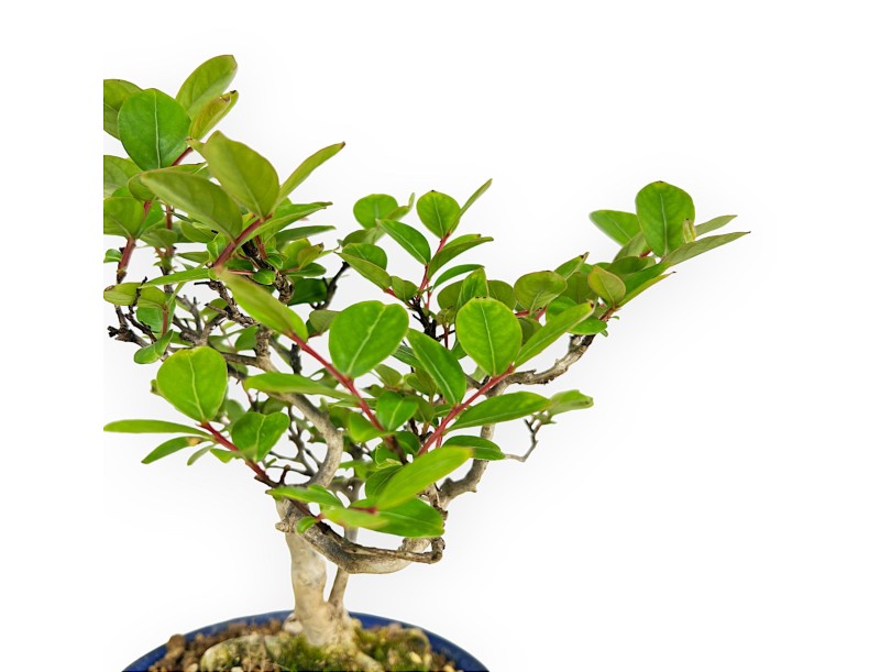 Lagerstroemia Indica - Kreppmyrte - 23 cm