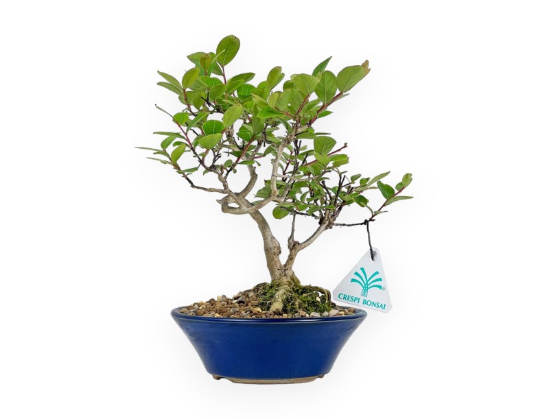 Lagerstroemia Indica - Rouwband mirte - 23 cm