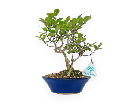 Lagerstroemia Indica - Kreppmyrte - 23 cm
