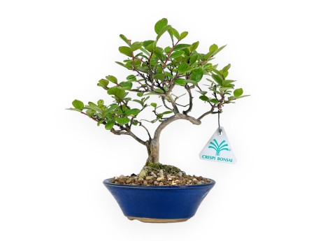 Lagestroemia Indica - Rouwband mirte - 23 cm