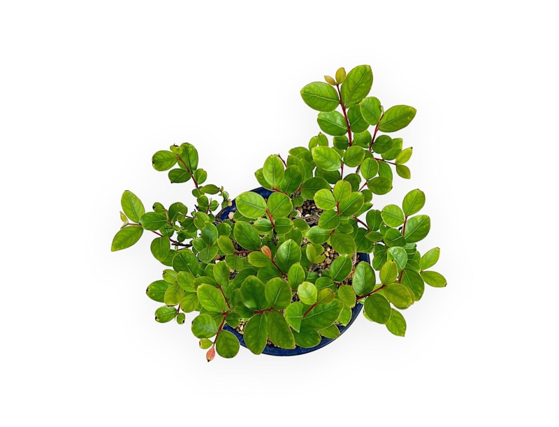 Lagestroemia Indica - Rouwband mirte - 23 cm