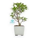 Lagerstroemia Indica - Rouwband mirte - 28 cm