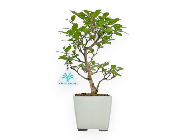 Lagerstroemia Indica - Myrte de Crêpe - 28 cm