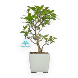 Lagerstroemia Indica - Rouwband mirte - 28 cm
