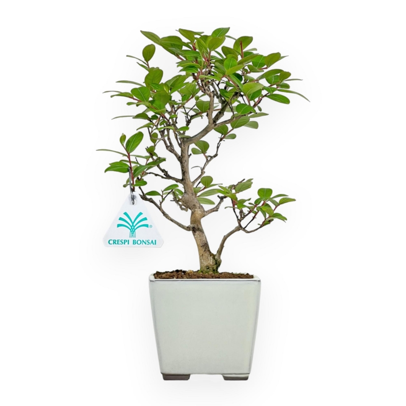 Lagerstroemia Indica - Rouwband mirte - 28 cm