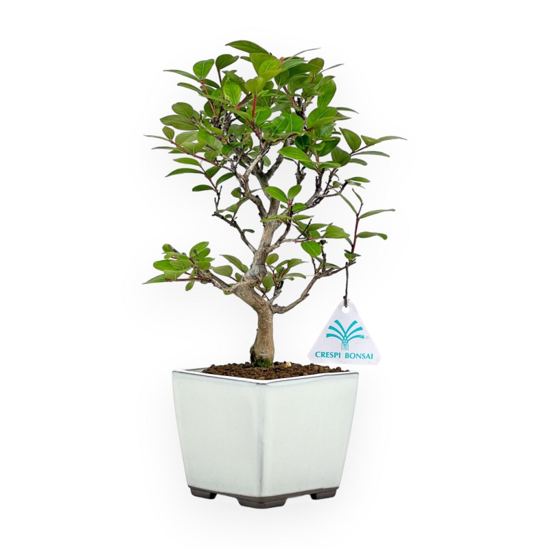 Lagerstroemia Indica - Rouwband mirte - 28 cm