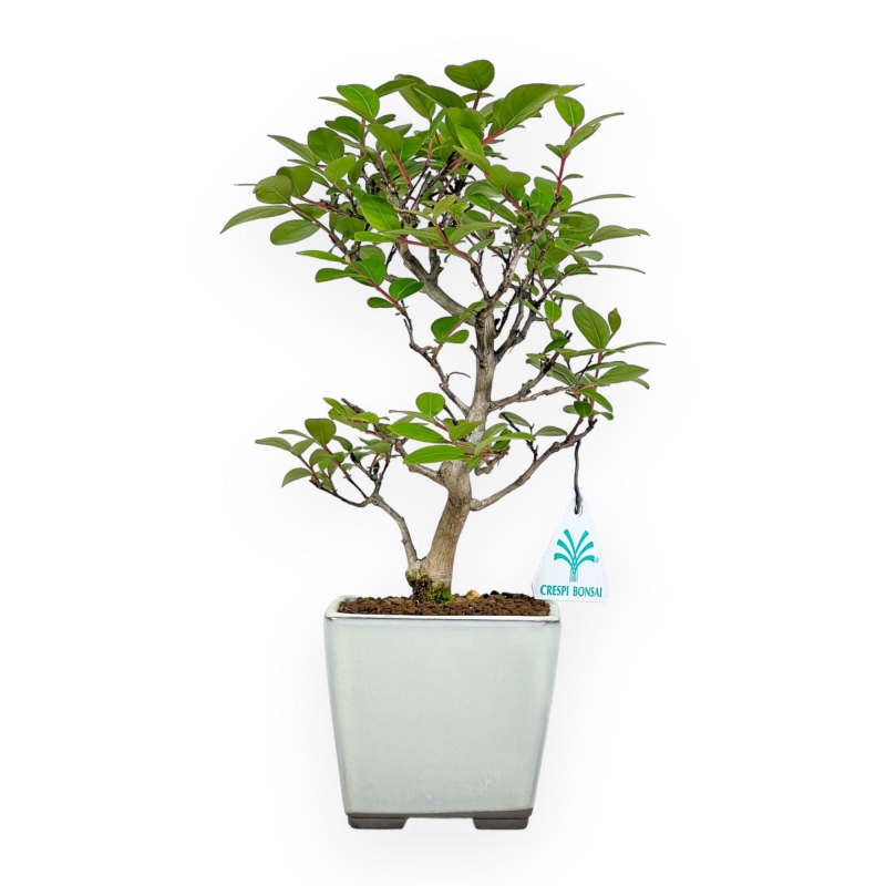 Lagerstroemia Indica - Rouwband mirte - 28 cm