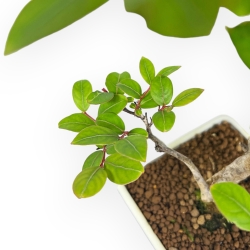 Lagerstroemia Indica - Rouwband mirte - 28 cm