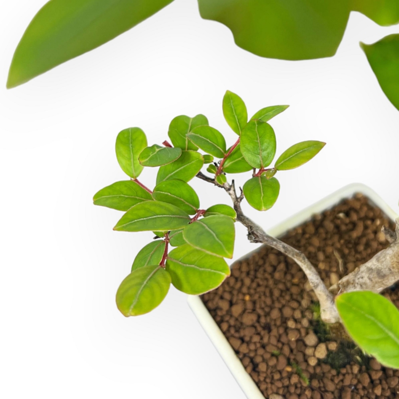 Lagerstroemia Indica - Rouwband mirte - 28 cm