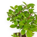 Lagerstroemia Indica - Rouwband mirte - 28 cm