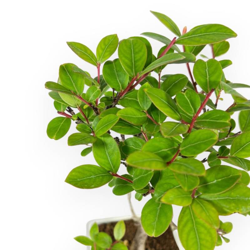 Lagerstroemia Indica - Rouwband mirte - 28 cm