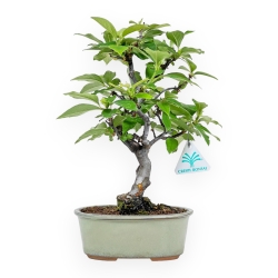 Pseudocydonia Chinensis - Cotogno - 31 cm