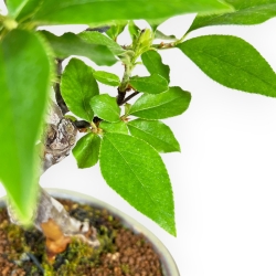 Pseudocydonia Chinensis - Cotogno - 31 cm