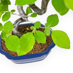 Pseudocydonia Chinensis - Cognassier - 28 cm