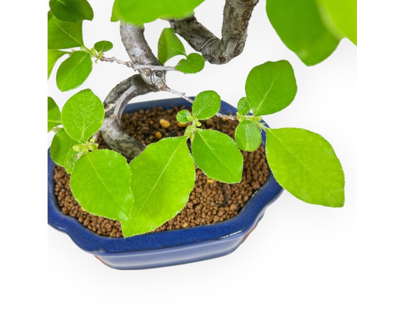 Pseudocydonia Chinensis - Apple Tree - 28 cm