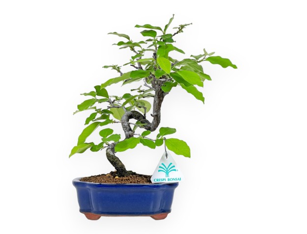 Pseudocydonia Chinensis - Apple Tree - 28 cm