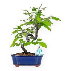 Pseudocydonia Chinensis - Cotogno - 28 cm