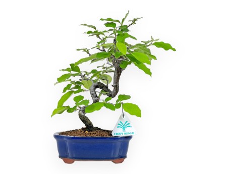 Pseudocydonia Chinensis - Cotogno - 28 cm