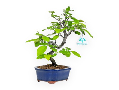 Pseudocydonia Chinensis - Apple Tree - 28 cm