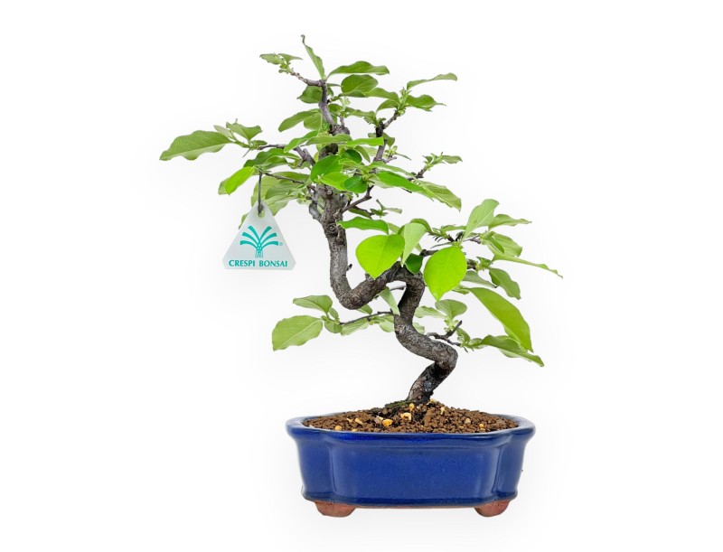 Pseudocydonia Chinensis - Cotogno - 28 cm