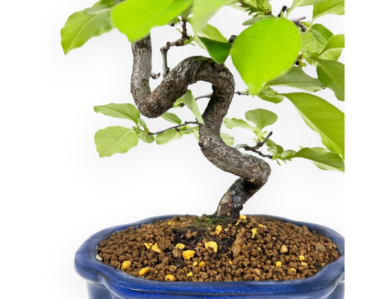 Pseudocydonia Chinensis - Cognassier - 28 cm