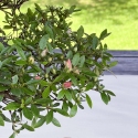 Rhododendron Indicum - Azalea - 37 cm