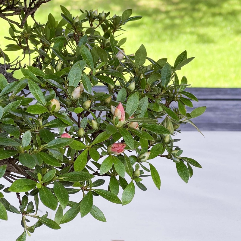 Rhododendron Indicum - Azalea - 37 cm