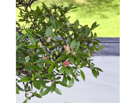 Rhododendron Indicum - Azalée - 37 cm