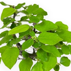 Pseudocydonia Chinensis - Chinese quince - 27 cm