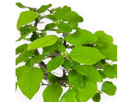 Pseudocydonia Chinensis - Chinese quince - 27 cm