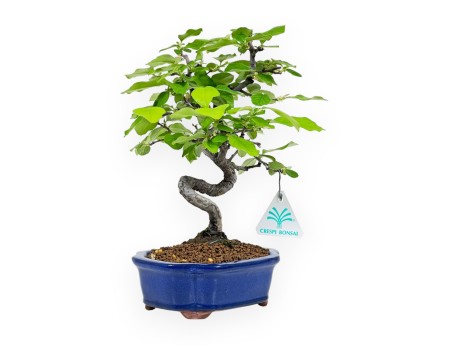 Pseudocydonia chinensis - Kweepeer - 27 cm
