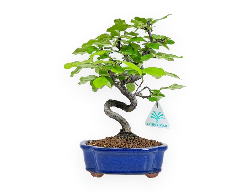 Pseudocydonia chinensis - Kweepeer - 27 cm