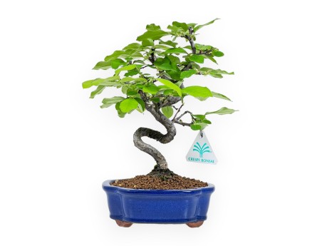 Pseudocydonia Chinensis - Chinese quince - 27 cm