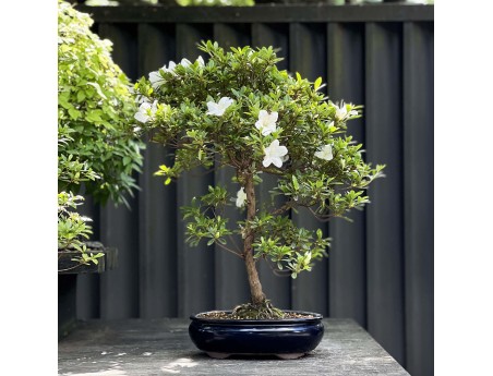 Rhododendron Indicum Hakatajiro - Azalea - 63 cm