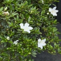 Rhododendron Indicum Hakatajiro - Azalea - 63 cm