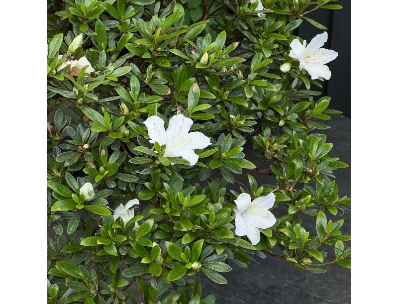Rhododendron Indicum Hakatajiro - Azalée - 63 cm