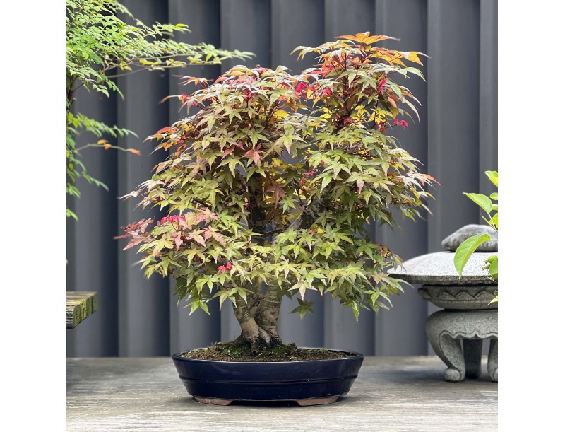 Acer Palmatum Deshojo - Maple - 58 cm