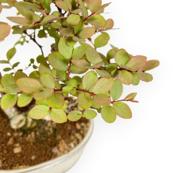 Lagerstroemia Indica - Mirto Crespo - 24 cm