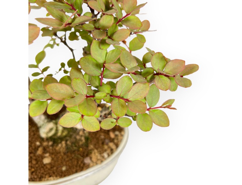 Lagerstroemia Indica - Mirto Crespo - 24 cm