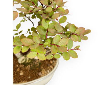 Lagerstroemia Indica - Kreppmyrte - 24 cm