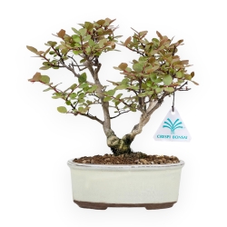 Lagerstroemia Indica - Mirto Crespo - 24 cm