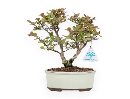 Lagerstroemia Indica - Rouwband mirte - 24 cm